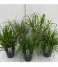 Grasses