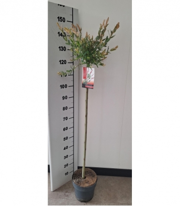 Salix