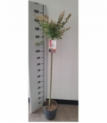 Salix