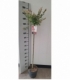 Salix