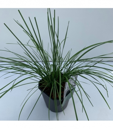 Deschampsia