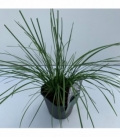 Deschampsia