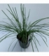Deschampsia
