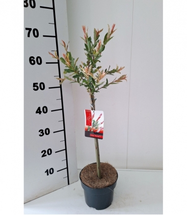 Salix