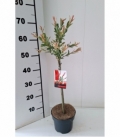 Salix