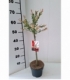 Salix