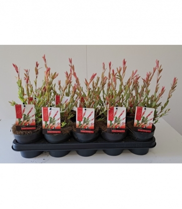 Salix