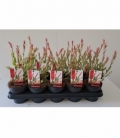 Salix