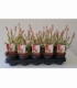 Salix