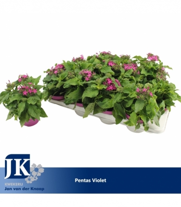 Pentas