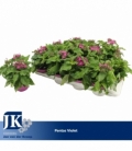 Pentas