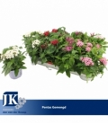 Pentas