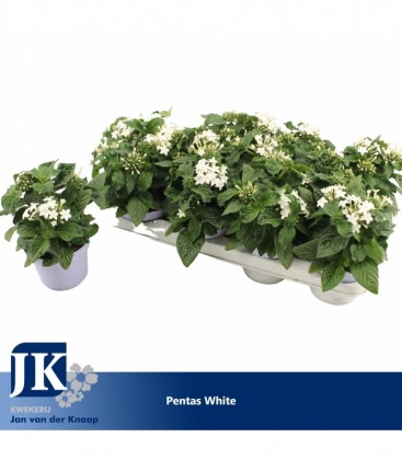 Pentas