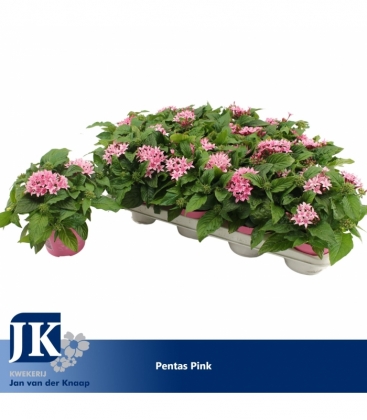 Pentas
