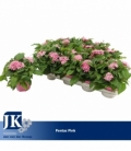Pentas