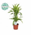 Dracaena