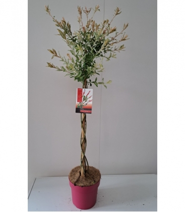 Salix