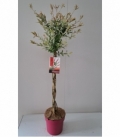 Salix
