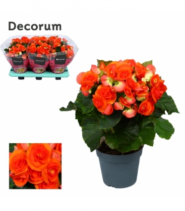 Begonia