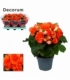 Begonia