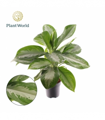 Aglaonema