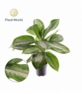 Aglaonema