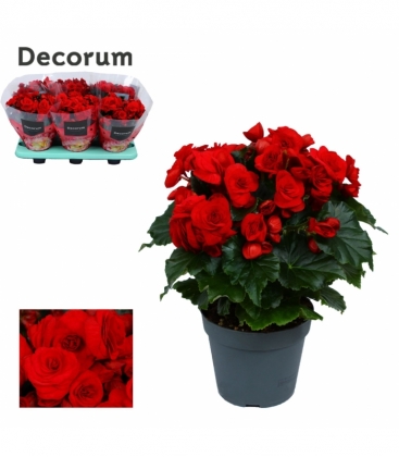 Begonia