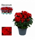 Begonia