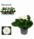 Gloxinia