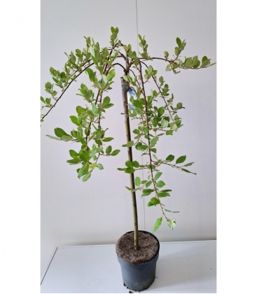 Salix