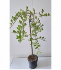 Salix