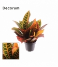 Croton