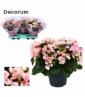 Begonia