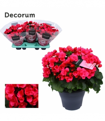 Begonia
