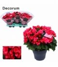 Begonia