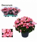 Begonia