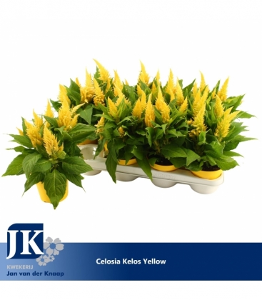 Celosia