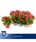 Celosia
