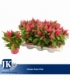 Celosia