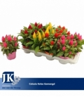 Celosia