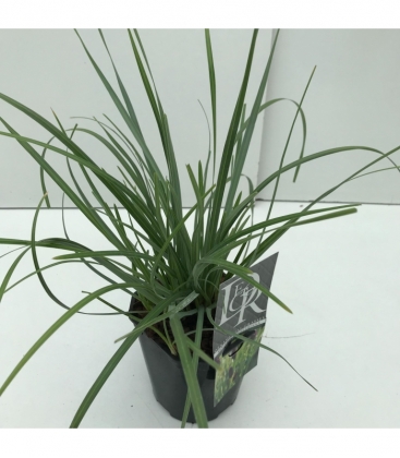 Sesleria