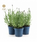 Lavandula