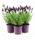 Lavandula