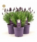 Lavandula