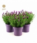 Lavandula
