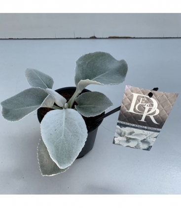 Senecio