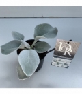 Senecio