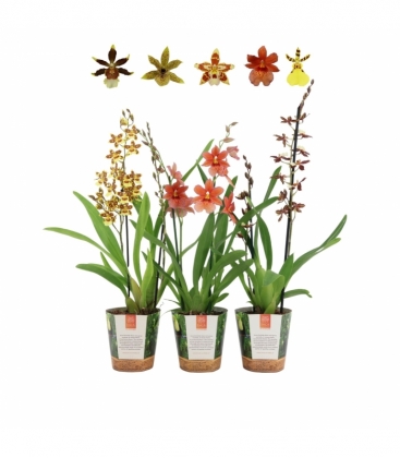 OrchideeÃ«n