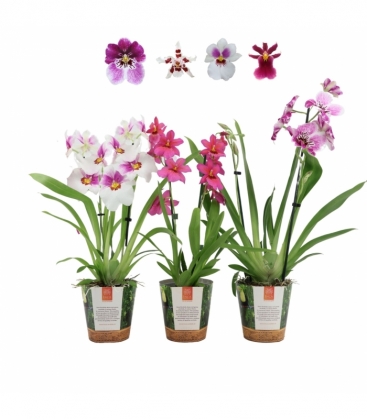OrchideeÃ«n