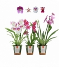 OrchideeÃ«n